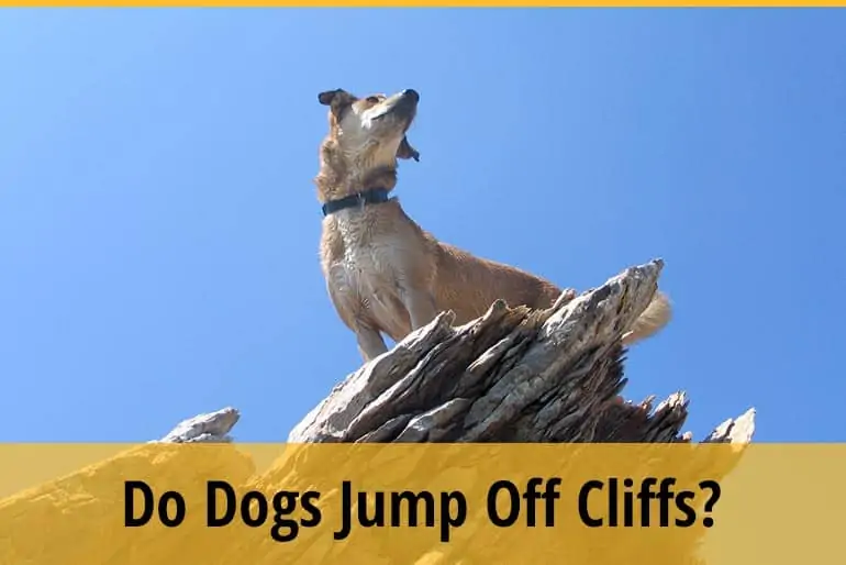 Do Dogs Jump Off Cliffs