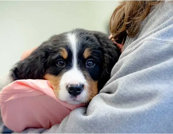 dog held like a baby