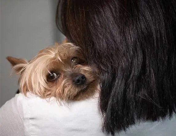 A dog being held like a baby