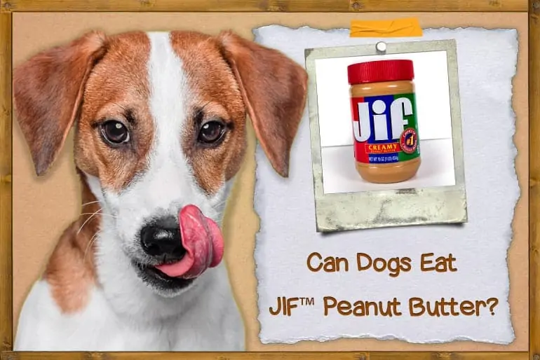 Can Dogs Eat Jif Peanut Butter