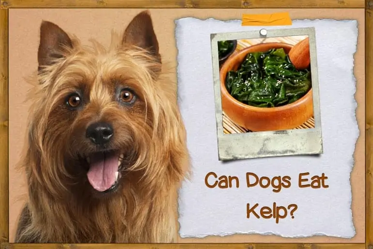 can dogs eat kelp