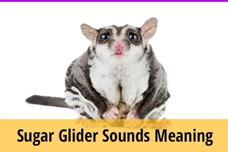 Meanings Of Sugar Glider Sounds