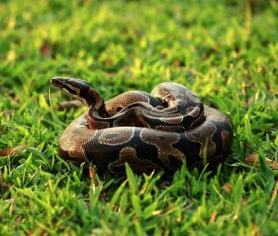 a ball phyton in the grass