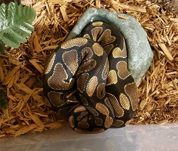 ball phyton burrowing on water bowl