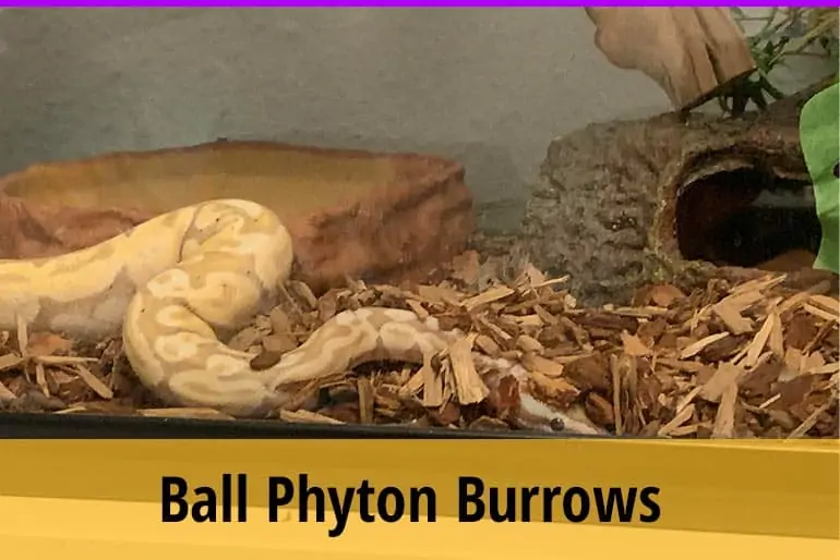 Why Do Ball Pythons Burrow