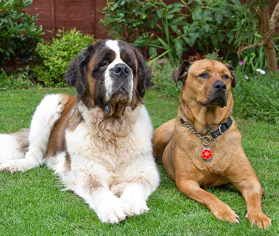 a st. bernard dog breed