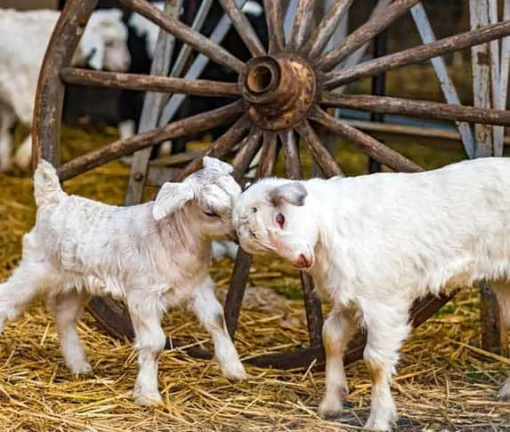 goat headbutt each other