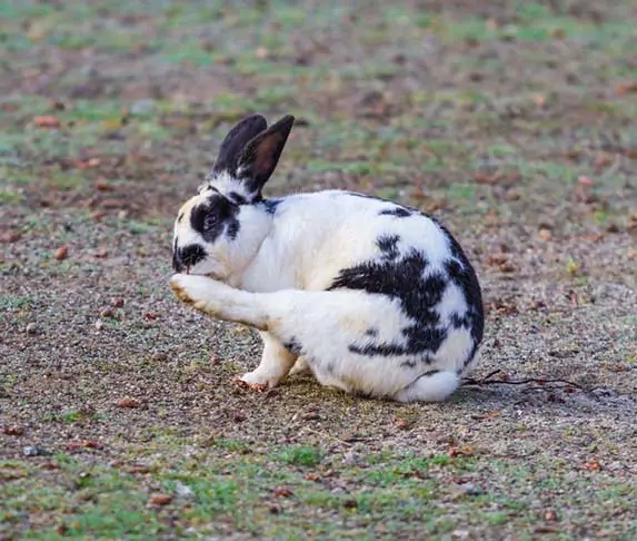 rabbit licking its foot