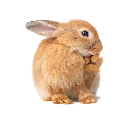 rabbit licking its foot after scratching