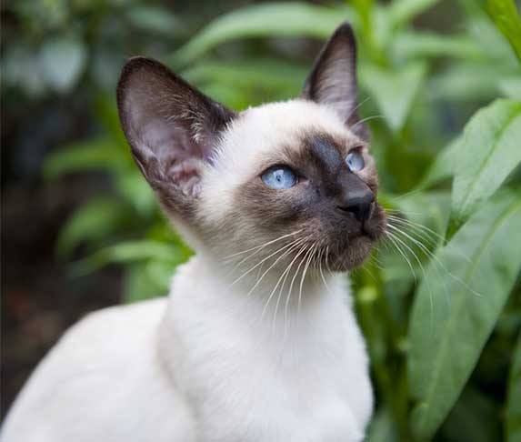 Seal point siamese