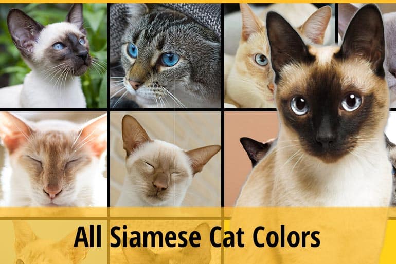 All Siamese Cat Colors In One Place ZooAwesome