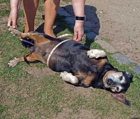dog measured