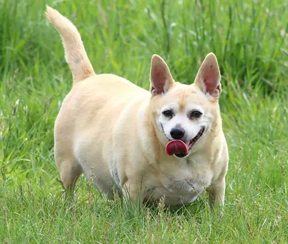 dog standing on grass