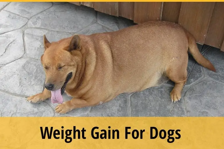 How to Get a Dog to Gain Weight