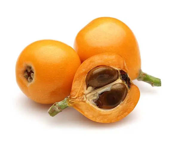 Loquats for dogs