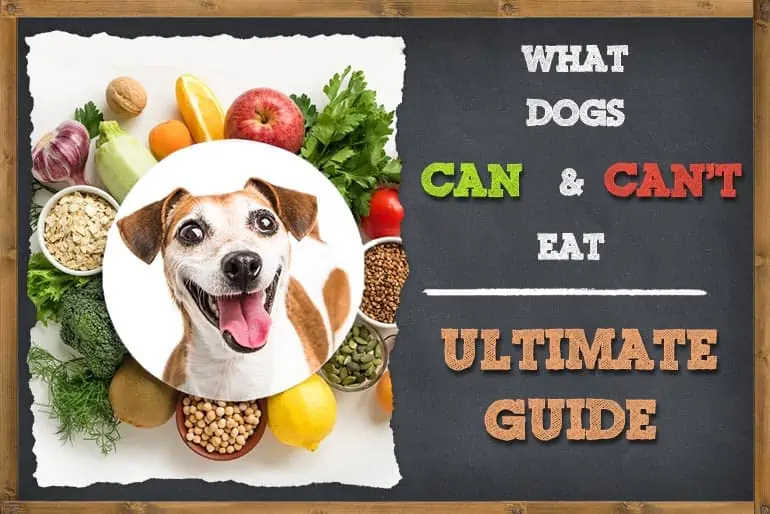 The Ultimate Guide to What Dogs Can and Can't Eat