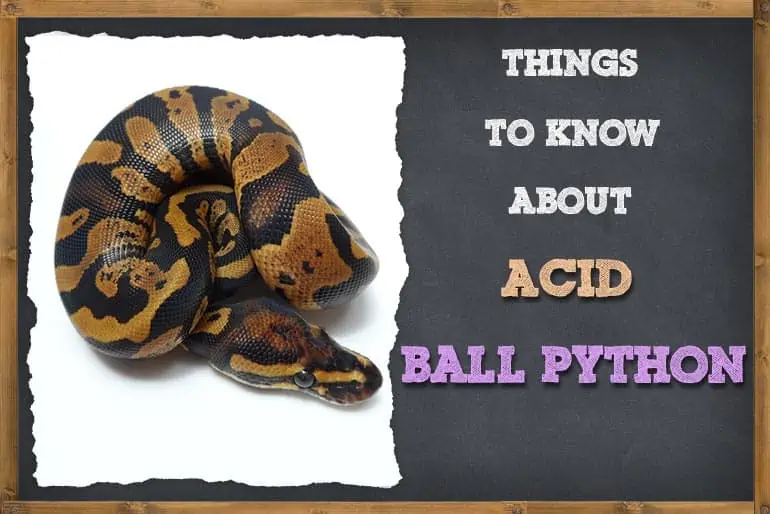 Acid Ball Python