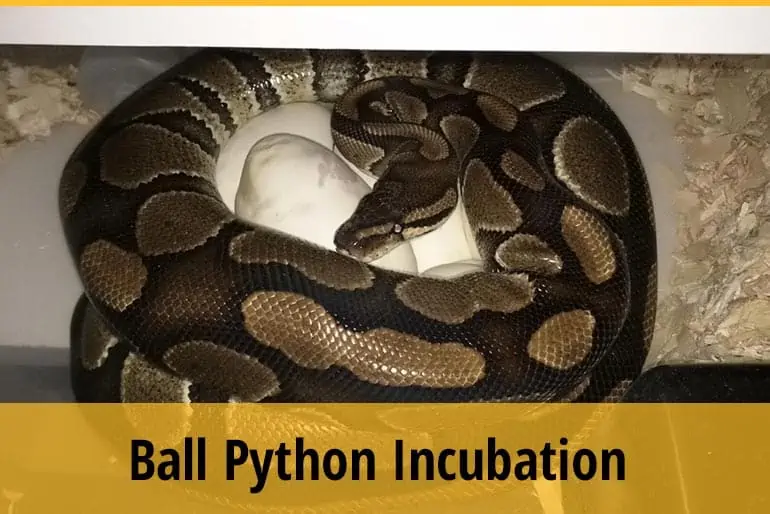 Ball Python Incubation