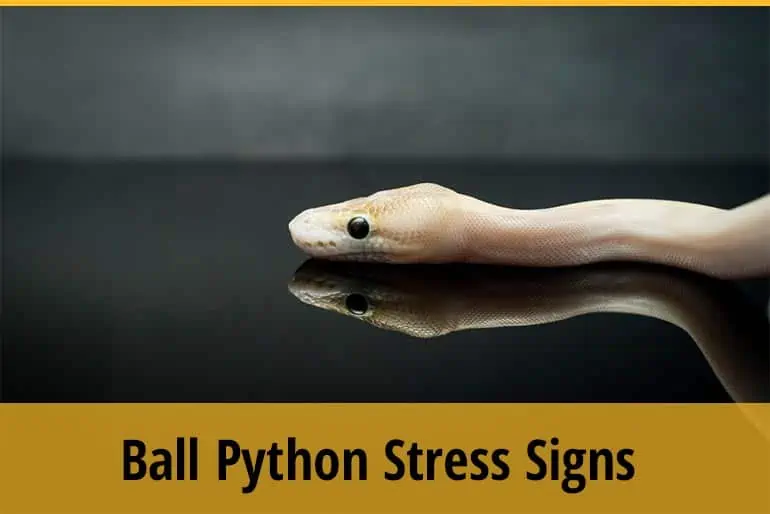 Ball Python Stress Signs and What To Do