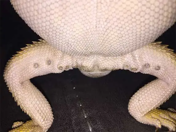 bearded dragon femoral pores