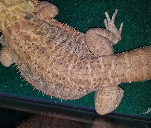 lizard spots