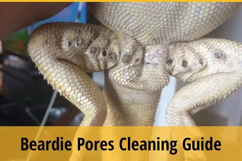 Bearded Dragon Clogged Pores Cleaning Guide