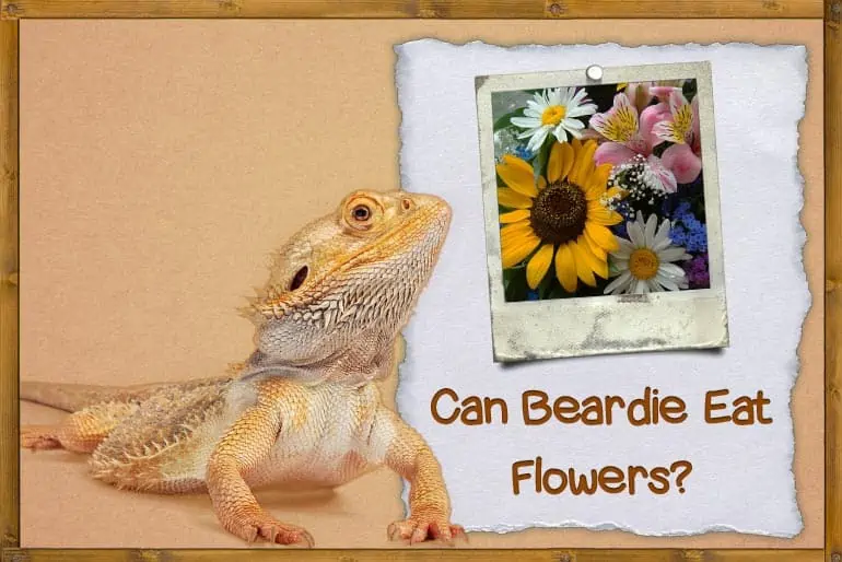 Can Bearded Dragons Eat Flowers