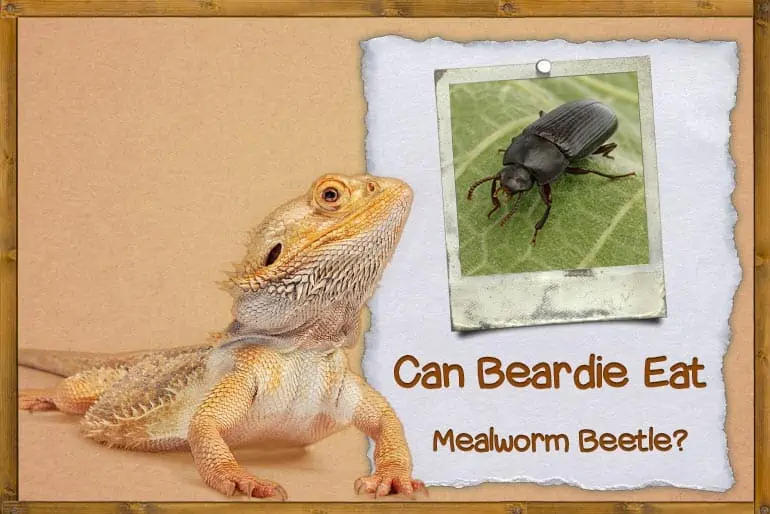 Can Bearded Dragons Eat Mealworm Beetles