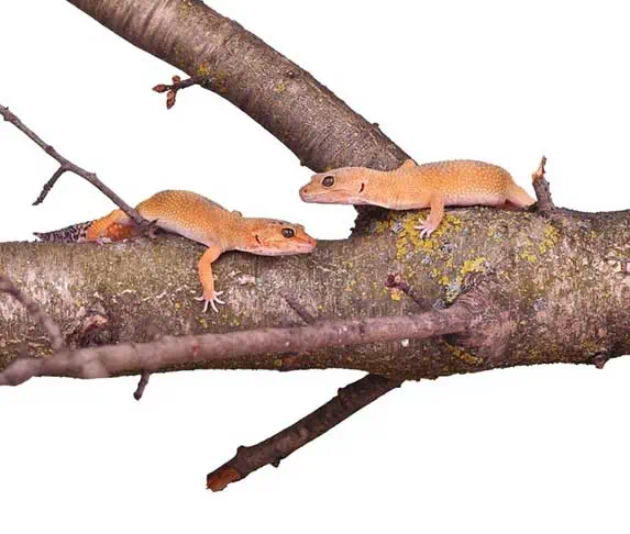 two crested geckos