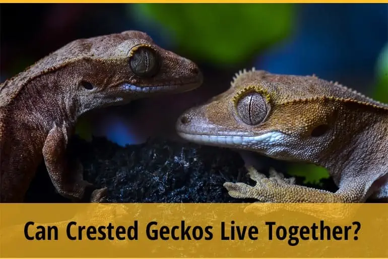 Can Crested Geckos Live Together