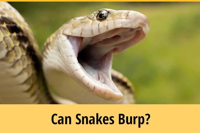 Cool Facts About Snake Burps