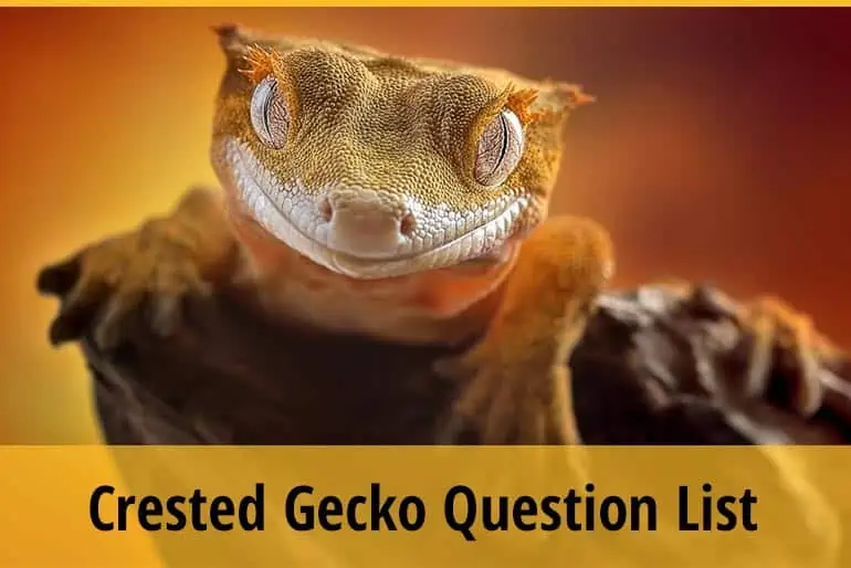 Crested Gecko Question List