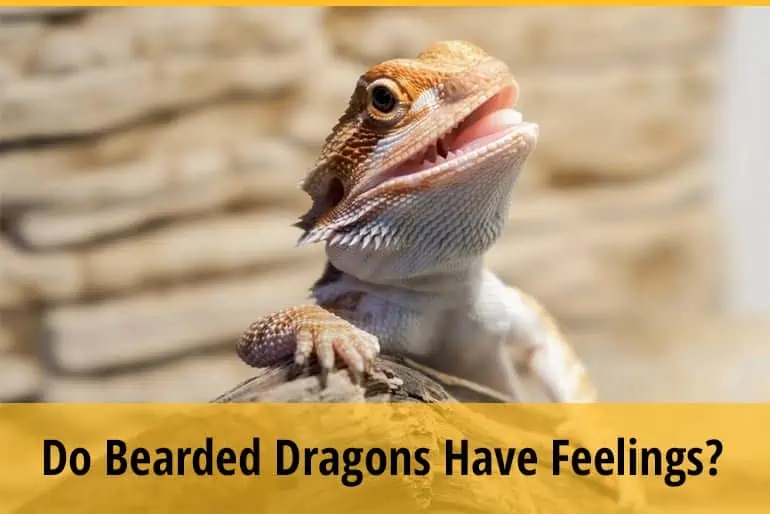 Do Bearded Dragons Have Feelings