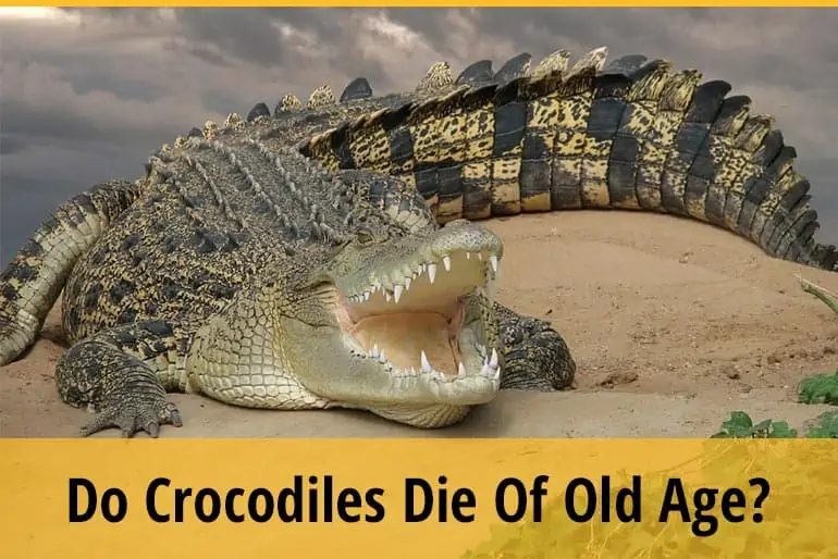 Do Crocodiles Die Of Old Age