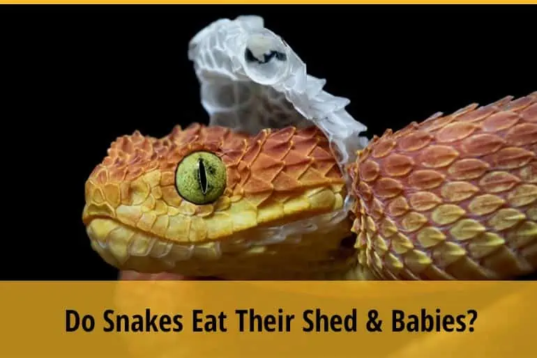 Do Snakes Eat Their Shed And Their Babies