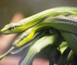 Do Snakes Have Menstrual Period? | ZooAwesome