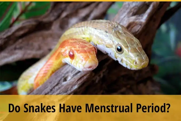 Do Snakes Have Menstrual Period