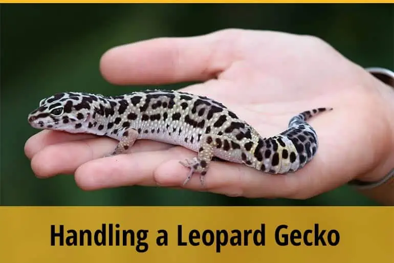 Handling a Leopard Gecko