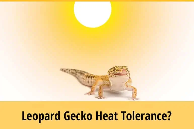 How Hot Is Too Hot For A Leopard Gecko