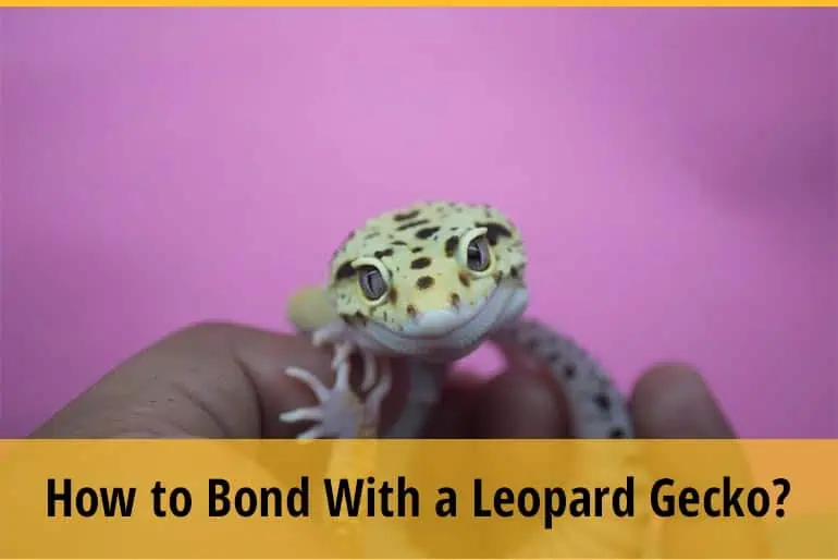 How to Bond With a Leopard Gecko