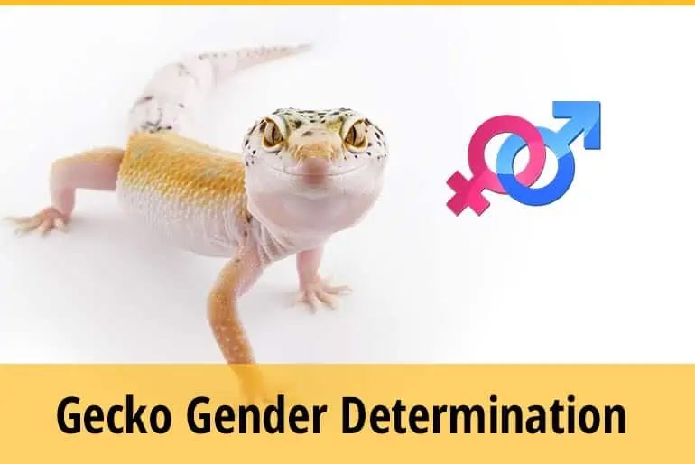 How To Tell If A Gecko Is Male Or Female