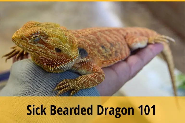 How To Tell If Your Bearded Dragon Is Sick