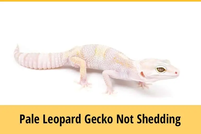 Leopard Gecko Pale But Not Shedding