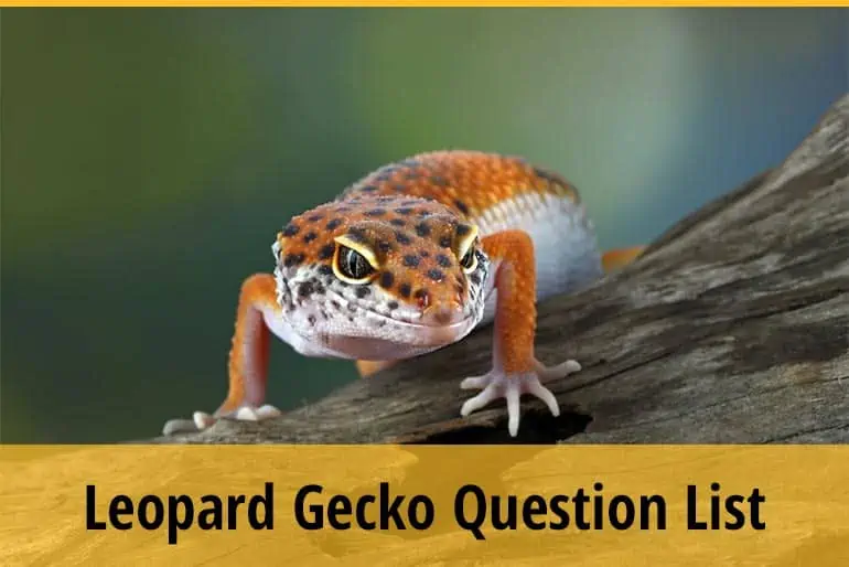 Leopard Gecko Question List