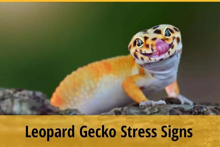 10 Leopard Gecko Stress Signs