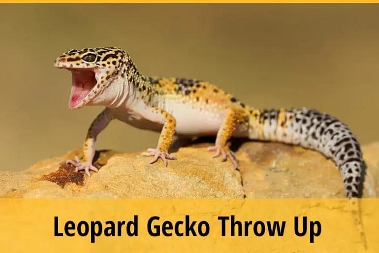 Leopard Gecko Throw Up