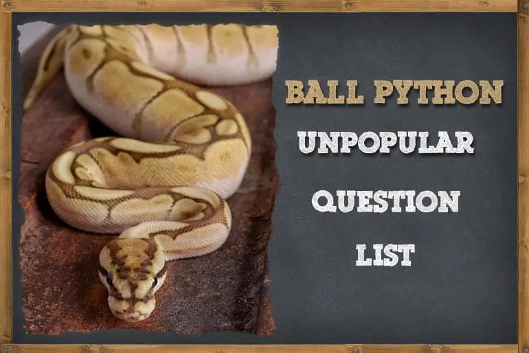 List of Unpopular Ball Python Questions