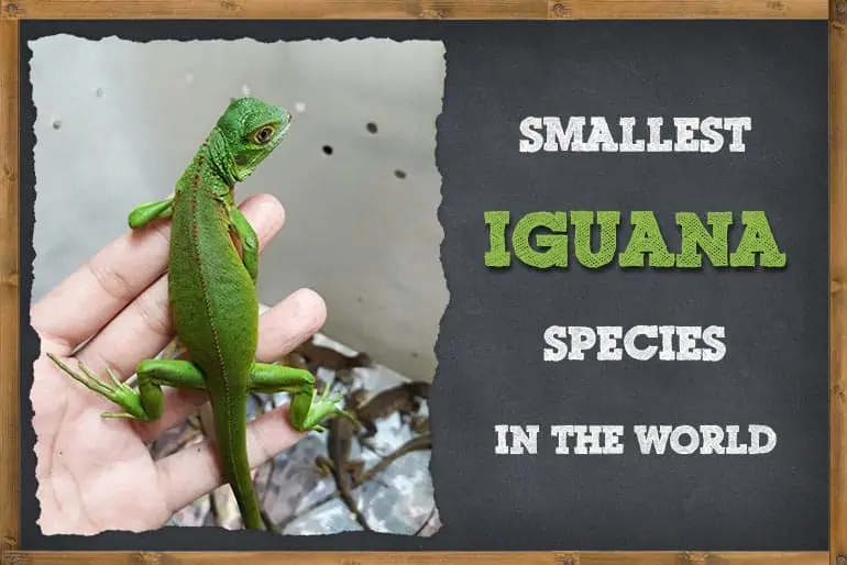 Smallest Iguana Species In The World