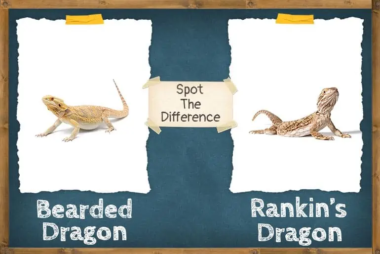 Rankin's Dragon Vs Bearded Dragon