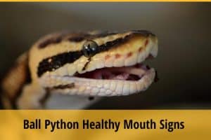 7 Signs of a Healthy Ball Python Mouth | ZooAwesome